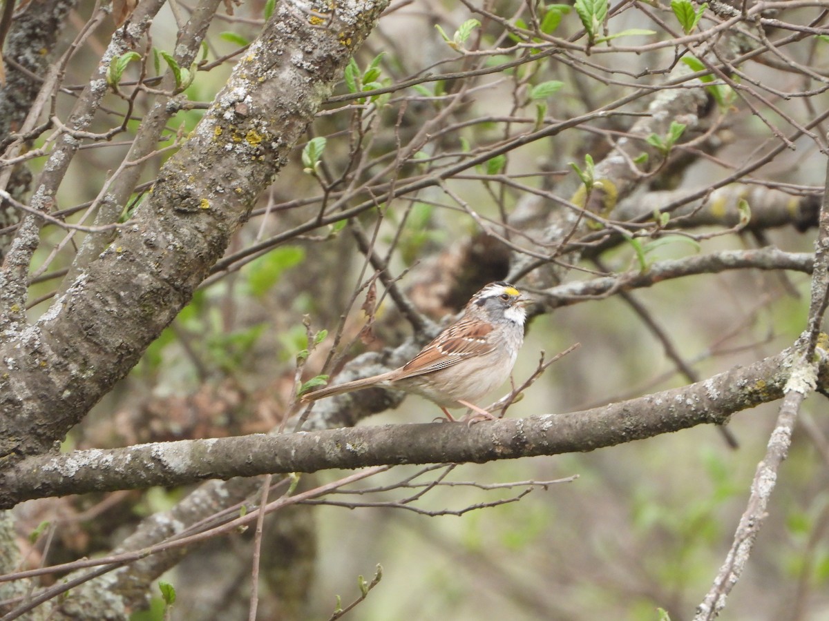 White-throated Sparrow - ML617623453