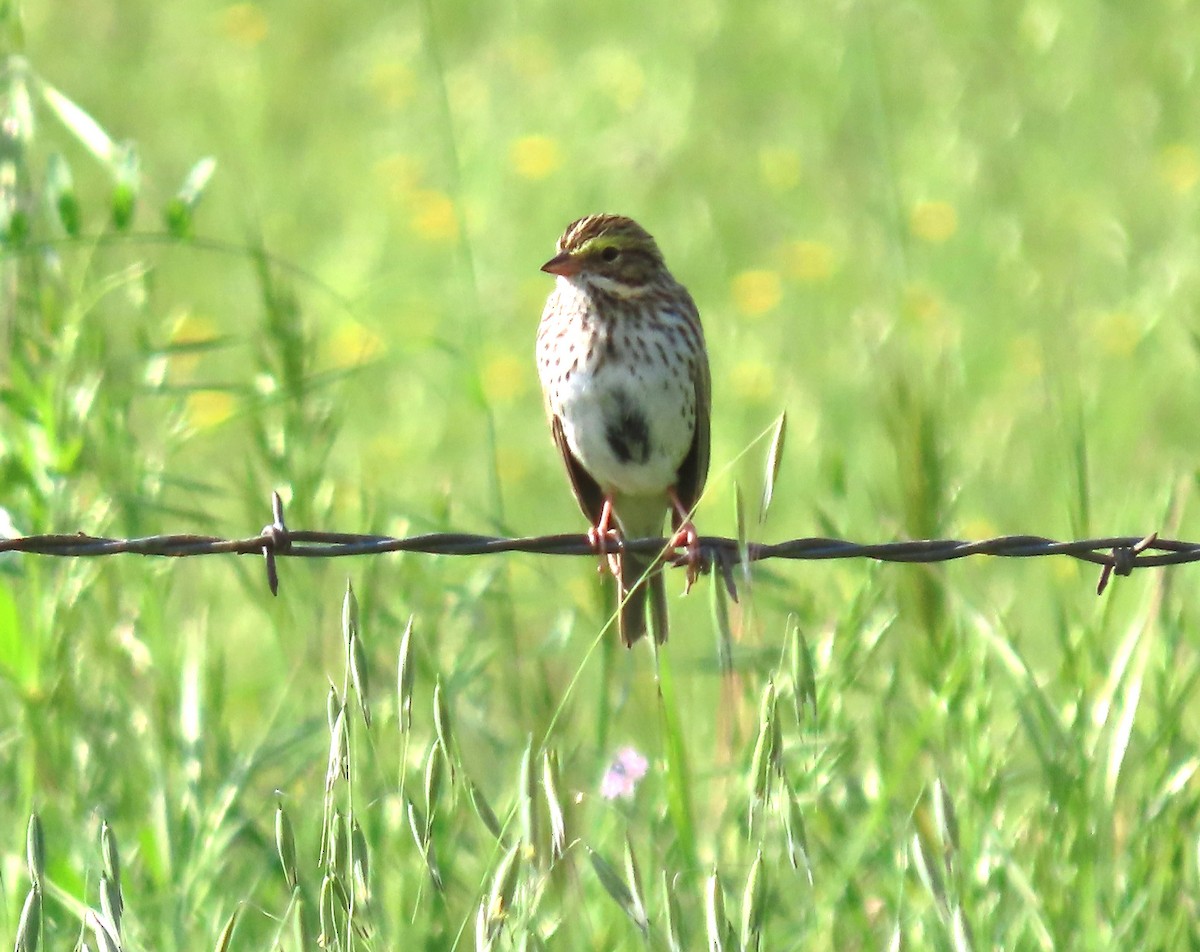 Savannah Sparrow (Savannah) - ML617623462
