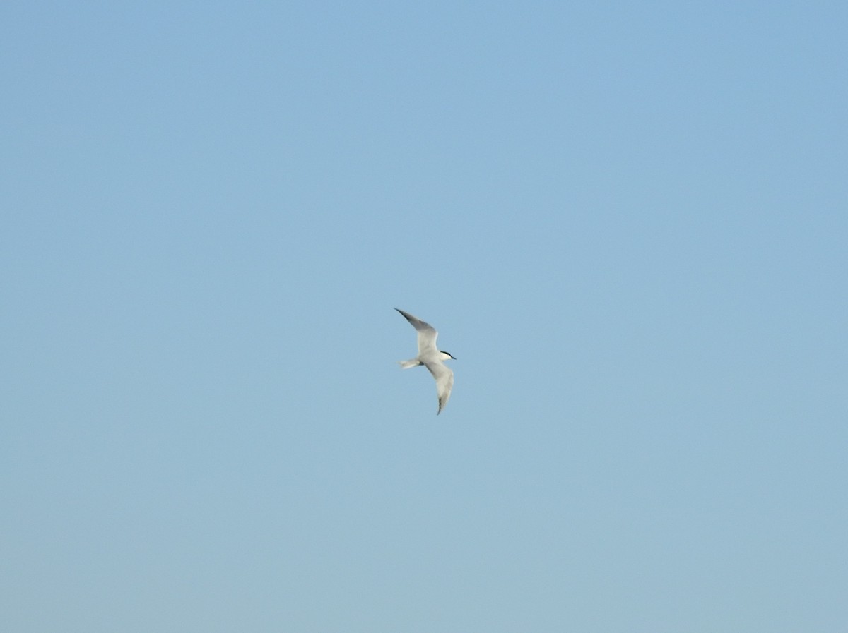 Gull-billed Tern - ML617623478