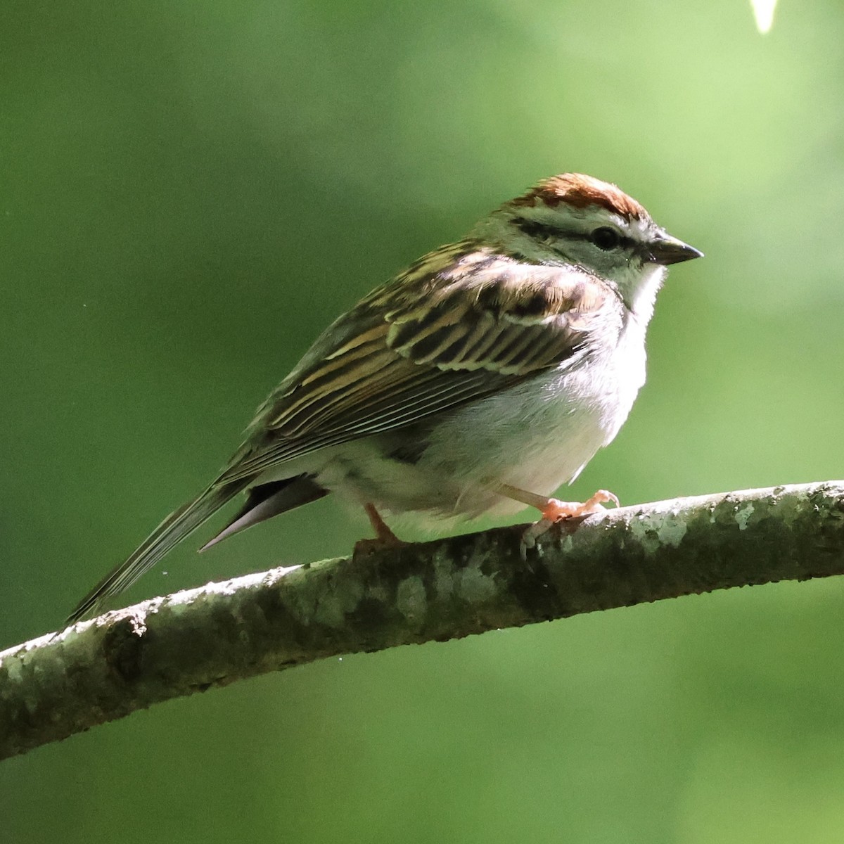 Chipping Sparrow - ML617623552
