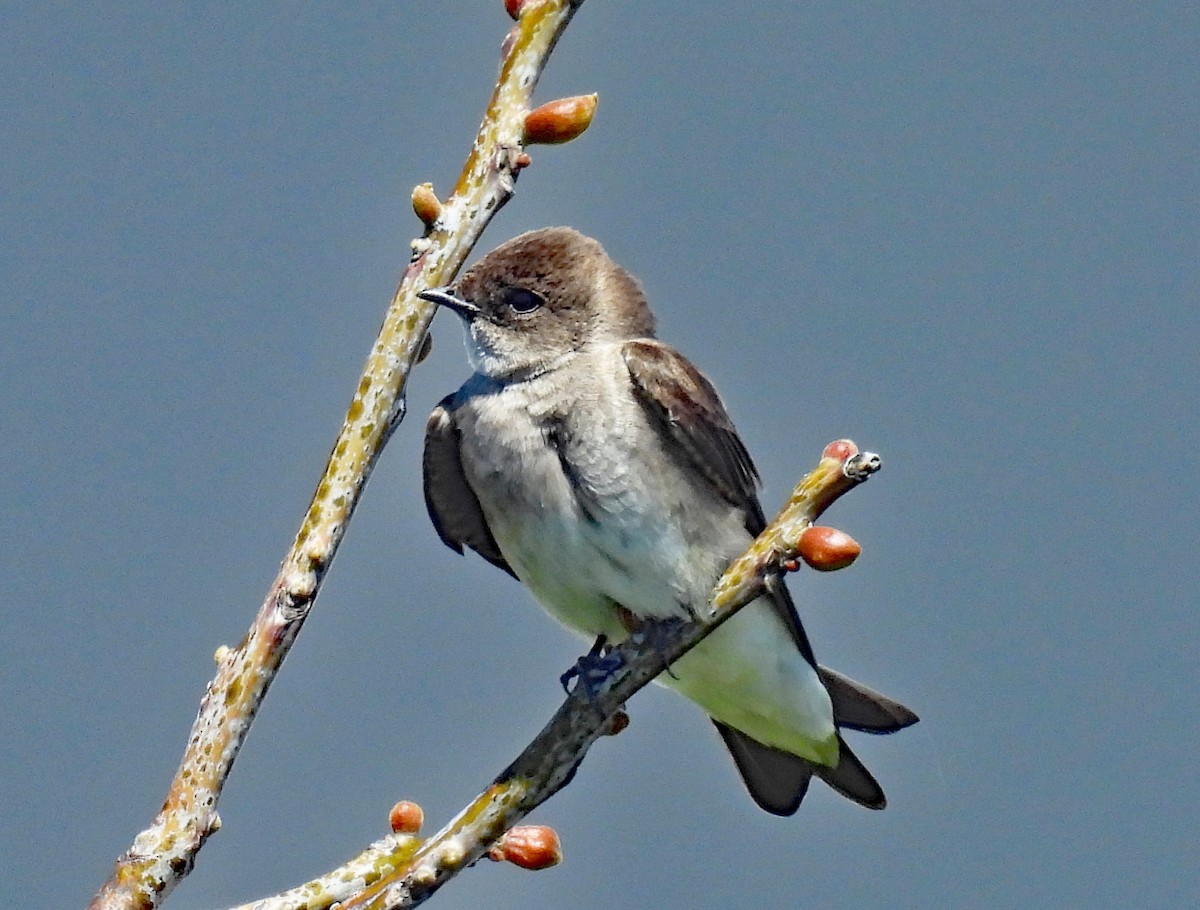 Northern Rough-winged Swallow - ML617623553
