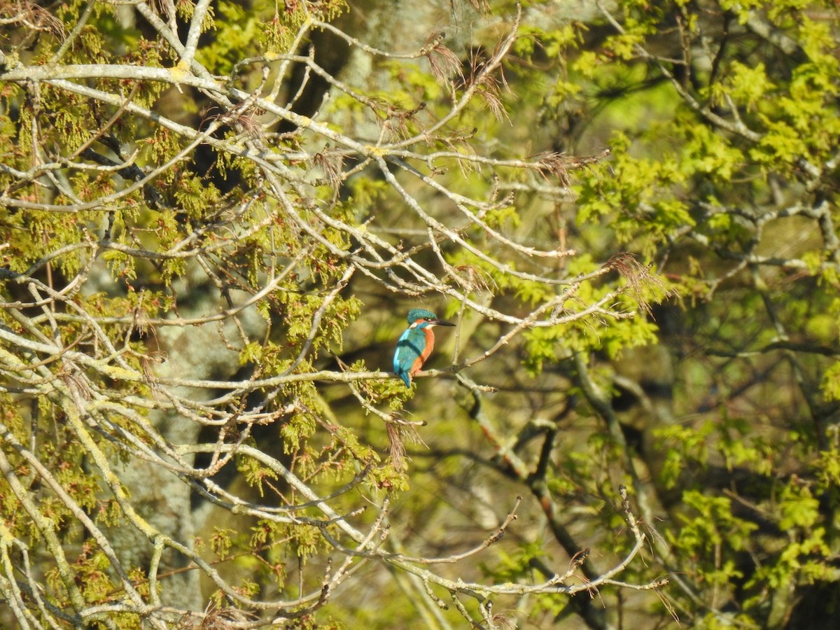 Common Kingfisher (Common) - ML617623590