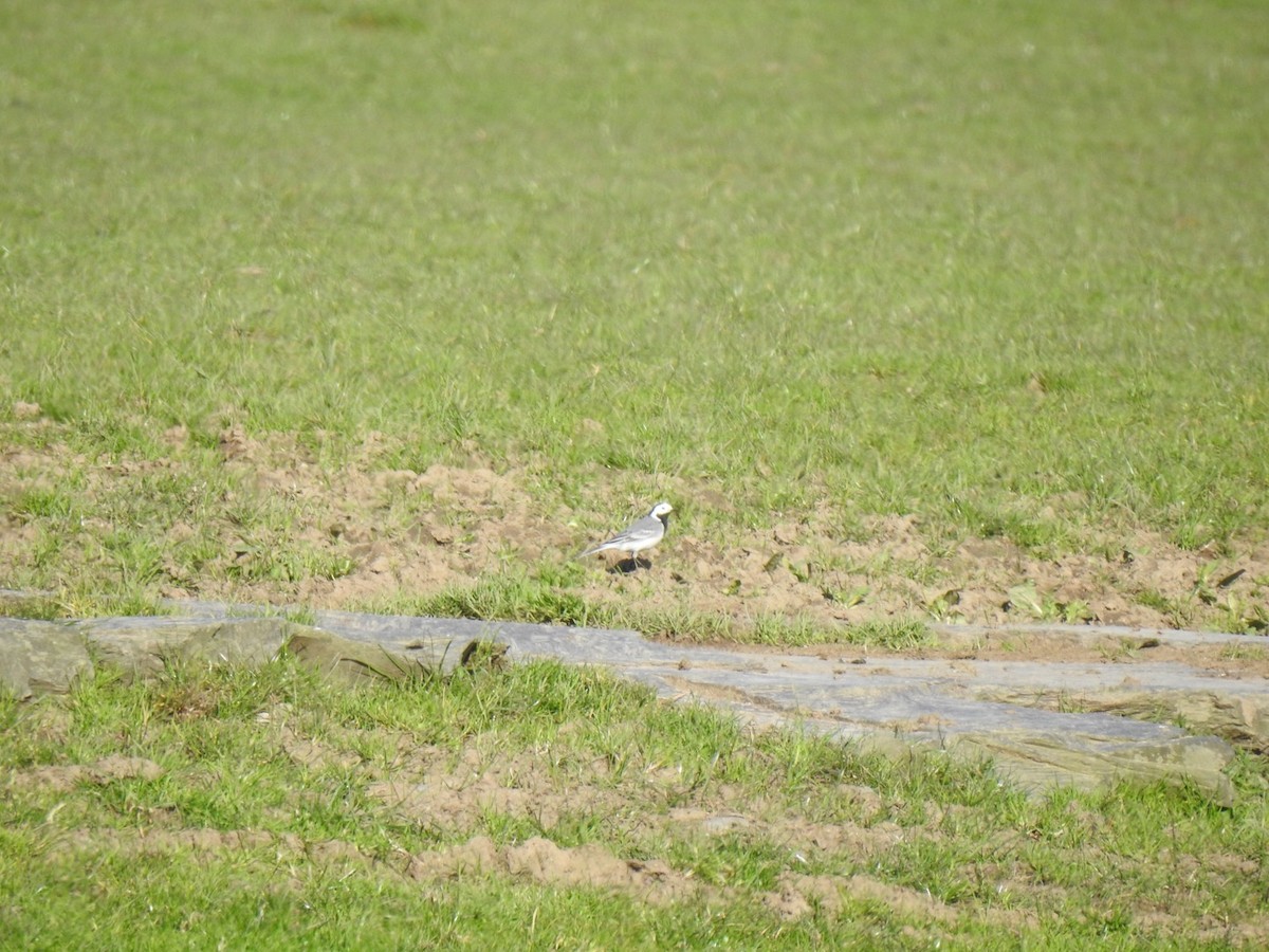 White Wagtail (White-faced) - ML617623661