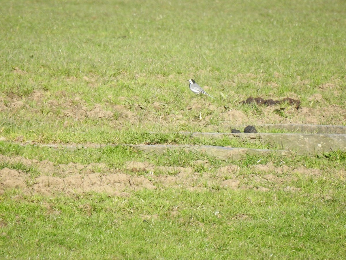 White Wagtail (White-faced) - ML617623662