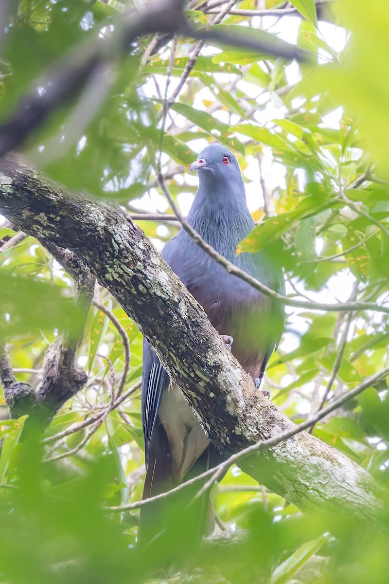 New Caledonian Imperial-Pigeon - ML617623666