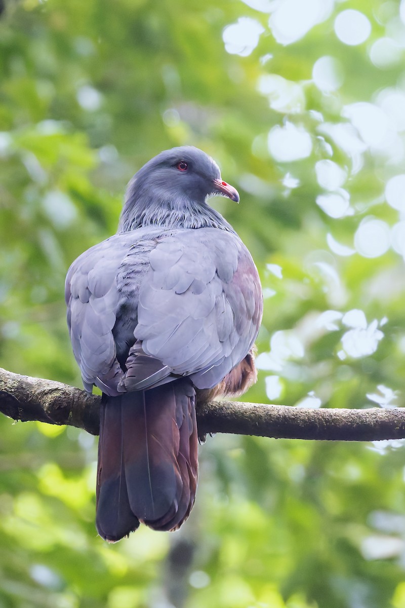 New Caledonian Imperial-Pigeon - ML617623674