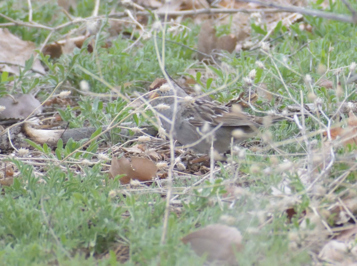 White-crowned Sparrow (Gambel's) - ML617623675