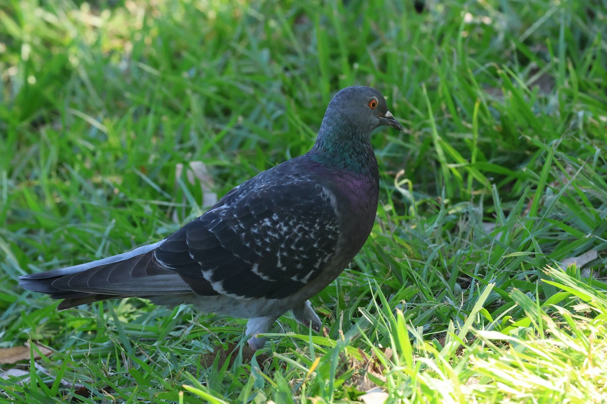 Rock Pigeon (Feral Pigeon) - Dennis Devers