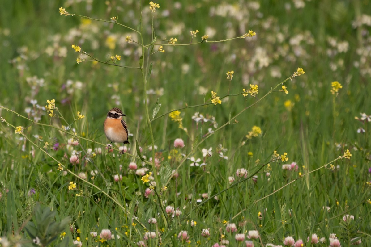Whinchat - ML617623712