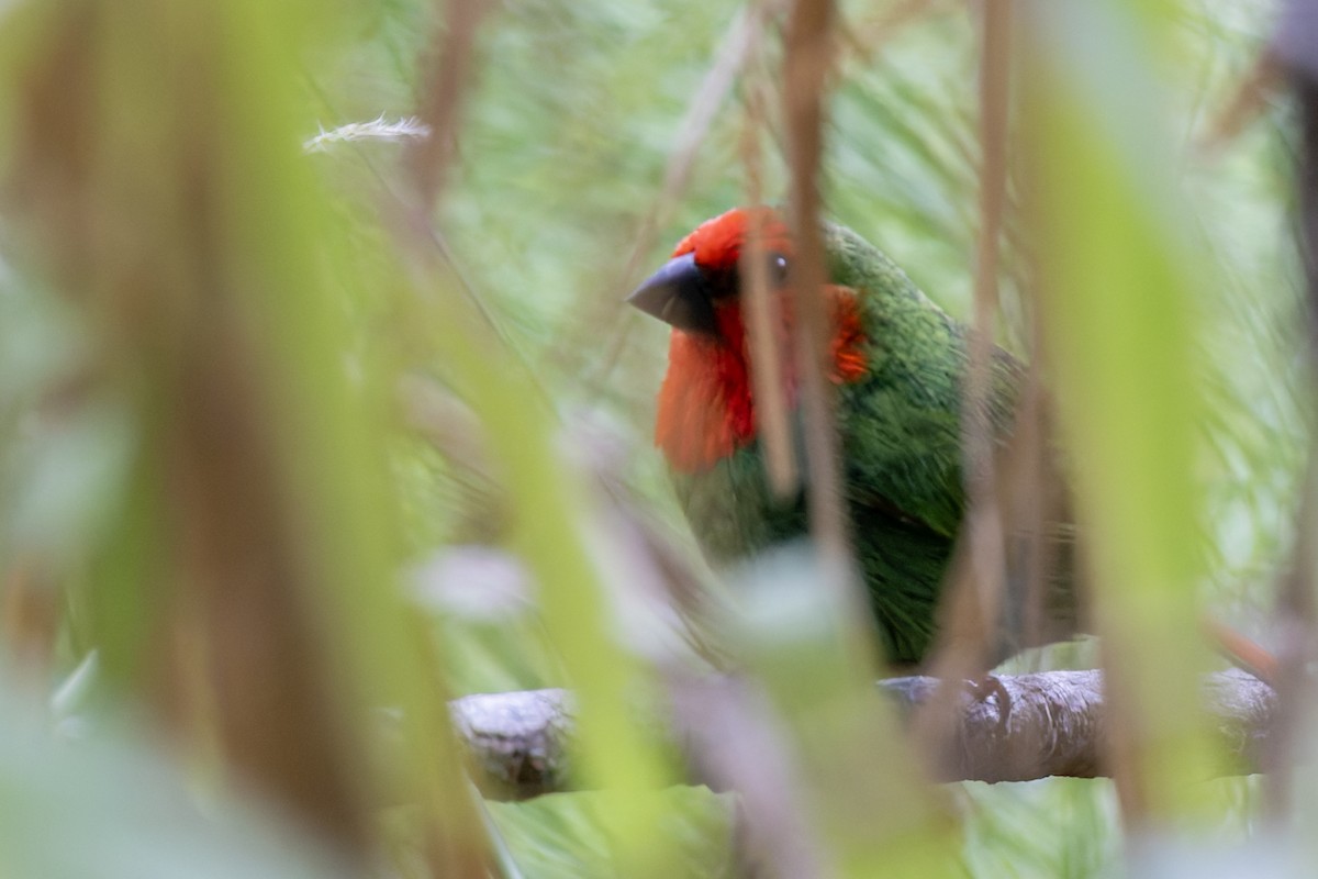 Red-throated Parrotfinch - ML617623720