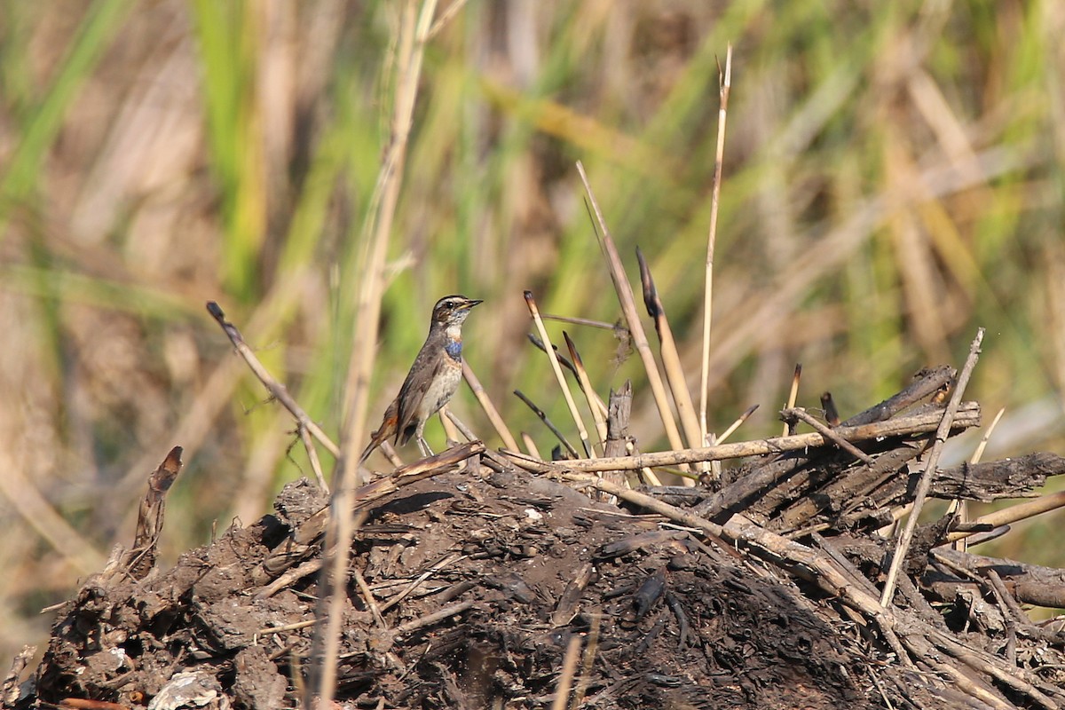 Bluethroat (Red-spotted) - ML617623735