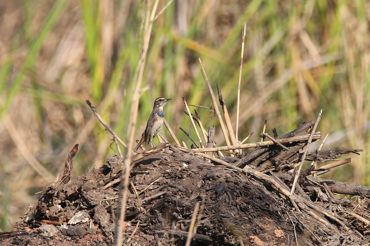 Bluethroat (Red-spotted) - ML617623736