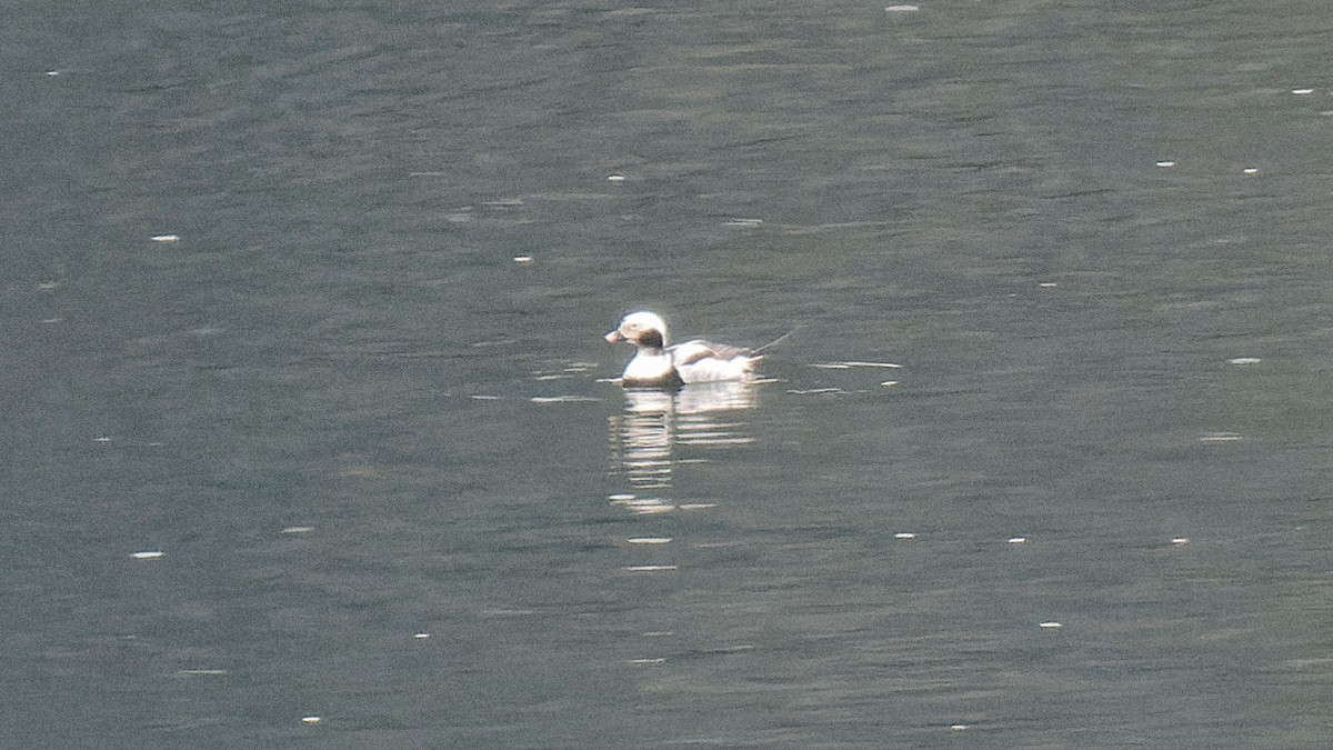 Long-tailed Duck - ML617623748