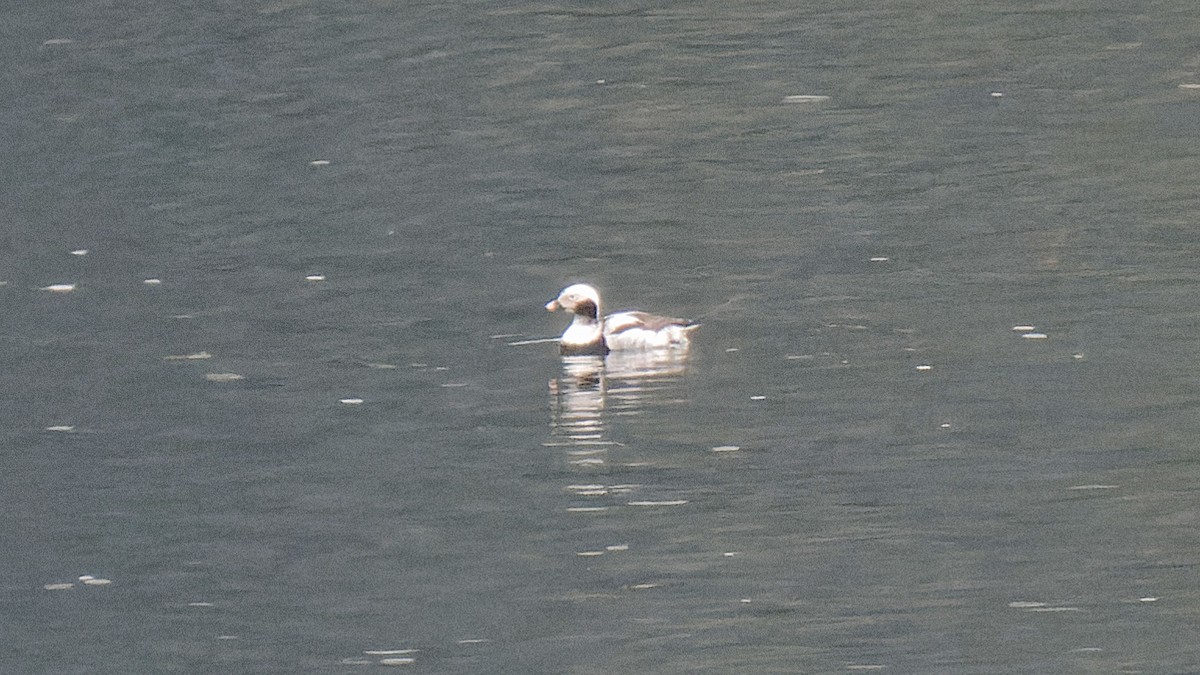 Long-tailed Duck - ML617623749