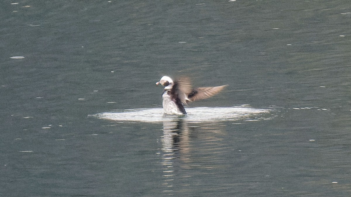 Long-tailed Duck - ML617623750