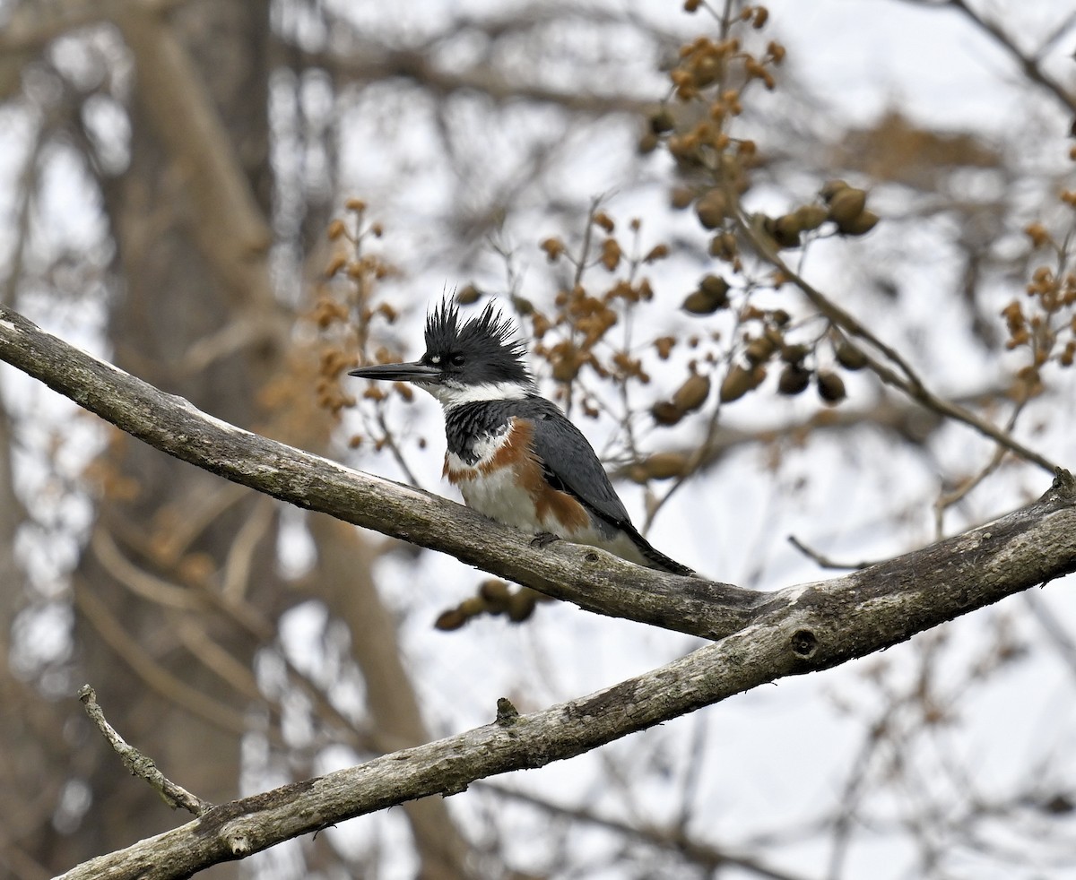 Belted Kingfisher - Eric Titcomb
