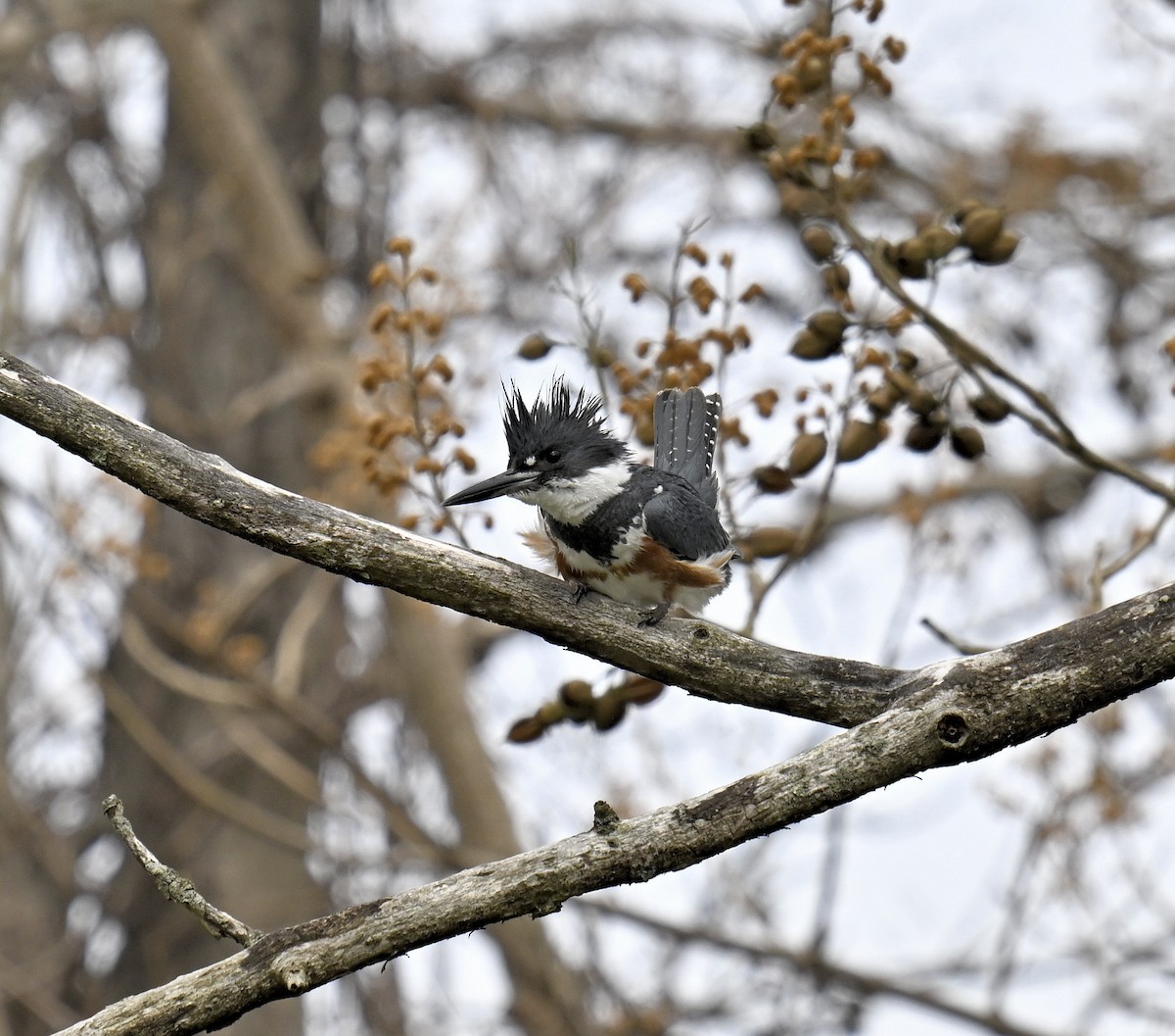 Belted Kingfisher - ML617623826