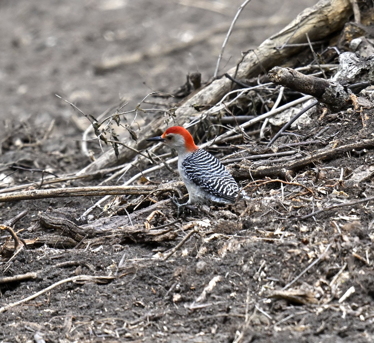 Red-bellied Woodpecker - ML617623844