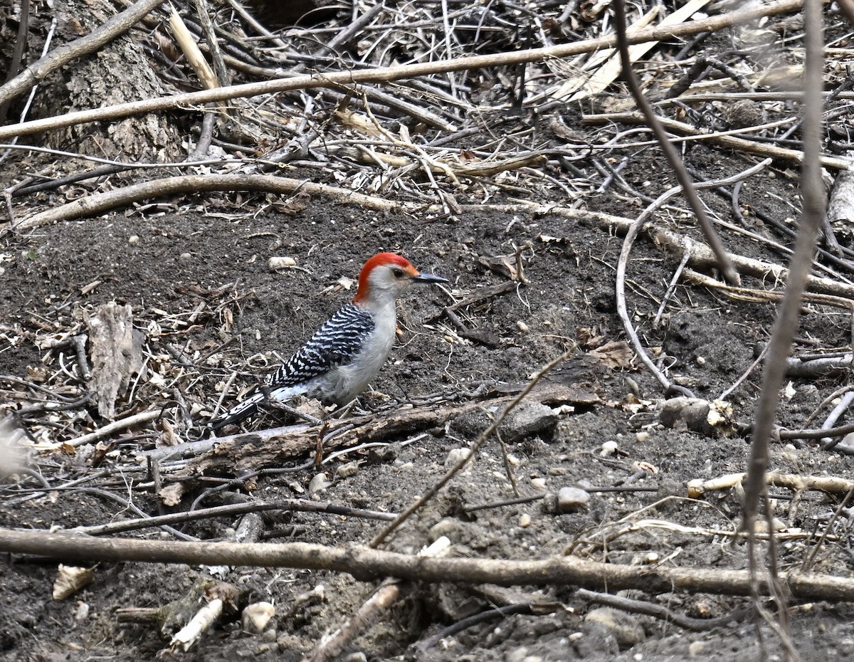 Red-bellied Woodpecker - ML617623845