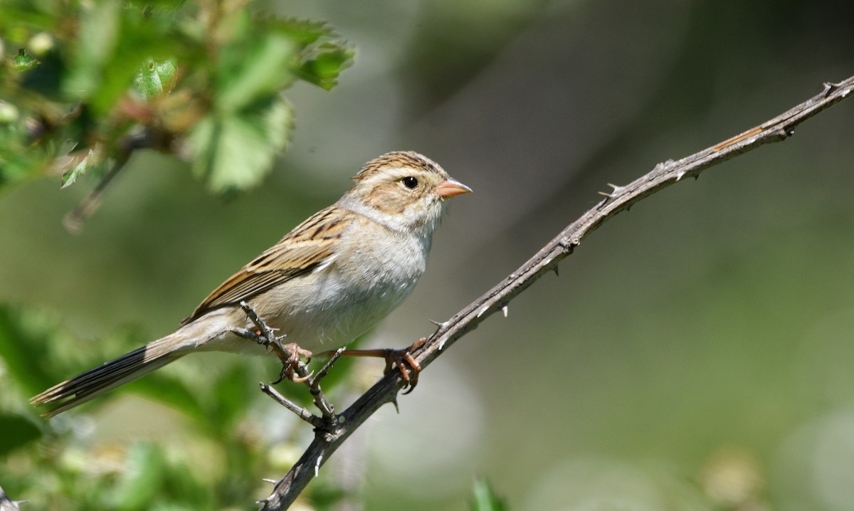 Clay-colored Sparrow - ML617623883