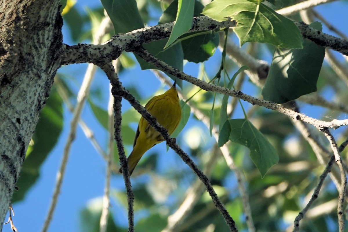 Yellow Warbler (Northern) - ML617623887