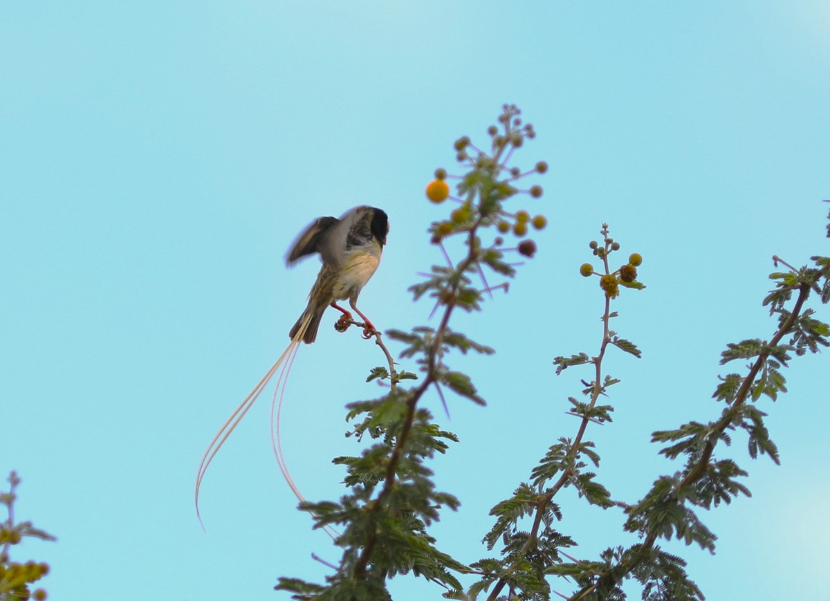 Straw-tailed Whydah - ML617623907