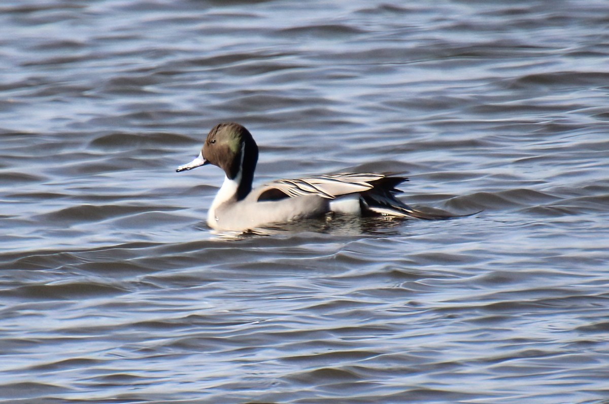 Northern Pintail - Elaine Cassidy