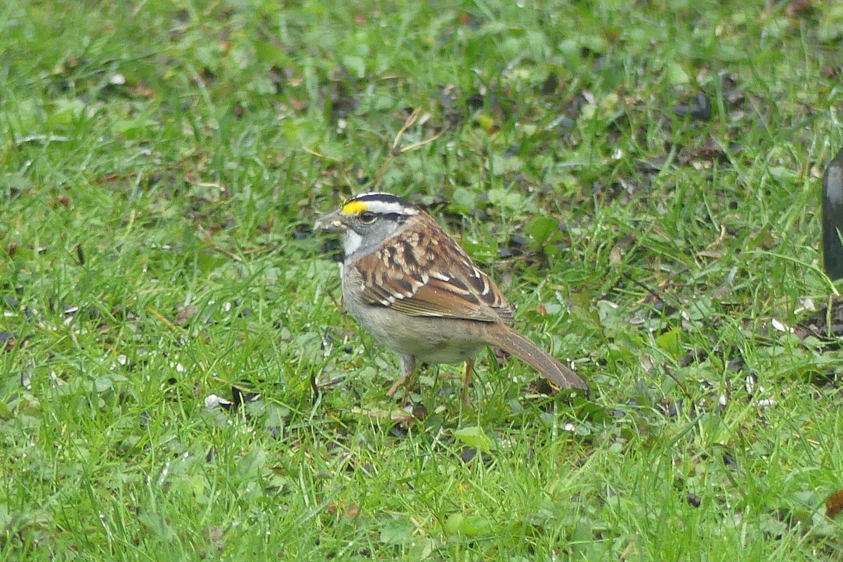White-throated Sparrow - Steve Thorpe