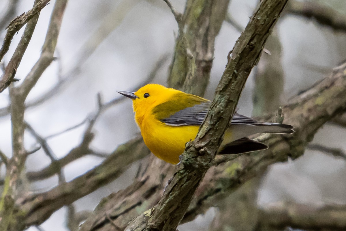 Prothonotary Warbler - ML617624032