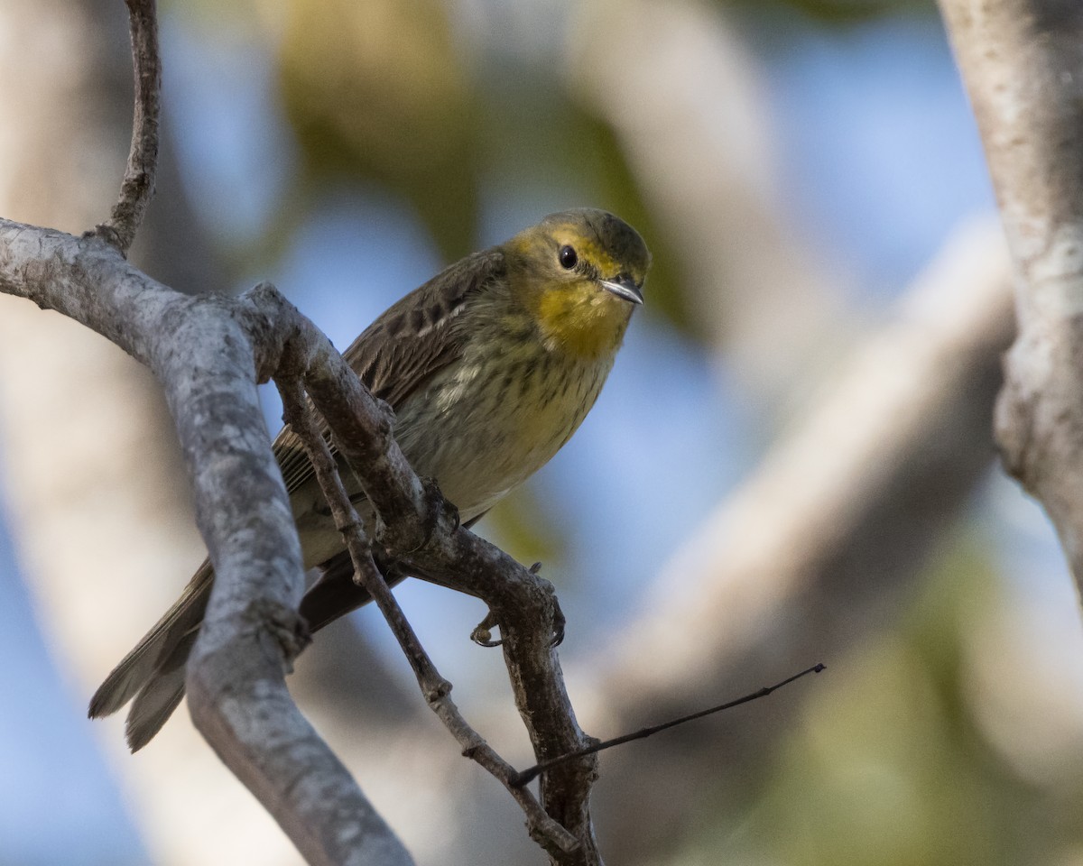 Cape May Warbler - ML617624036