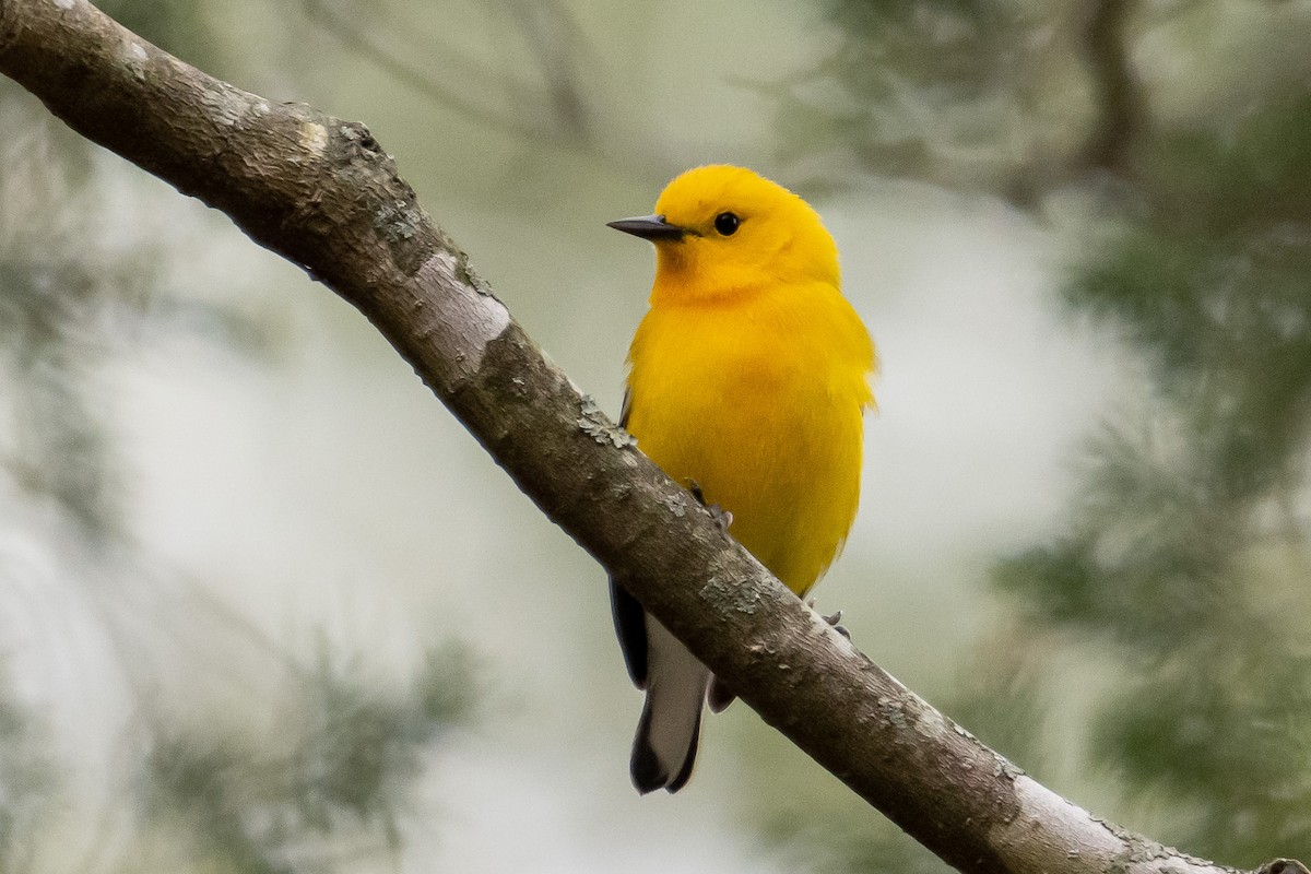 Prothonotary Warbler - ML617624038