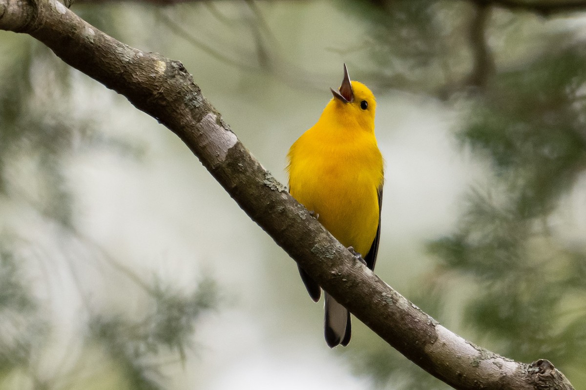 Prothonotary Warbler - ML617624044