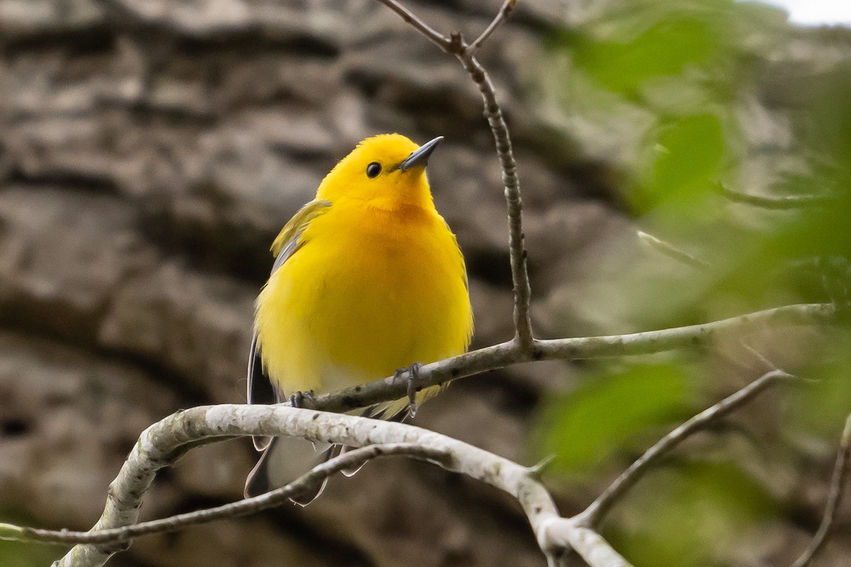 Prothonotary Warbler - ML617624059