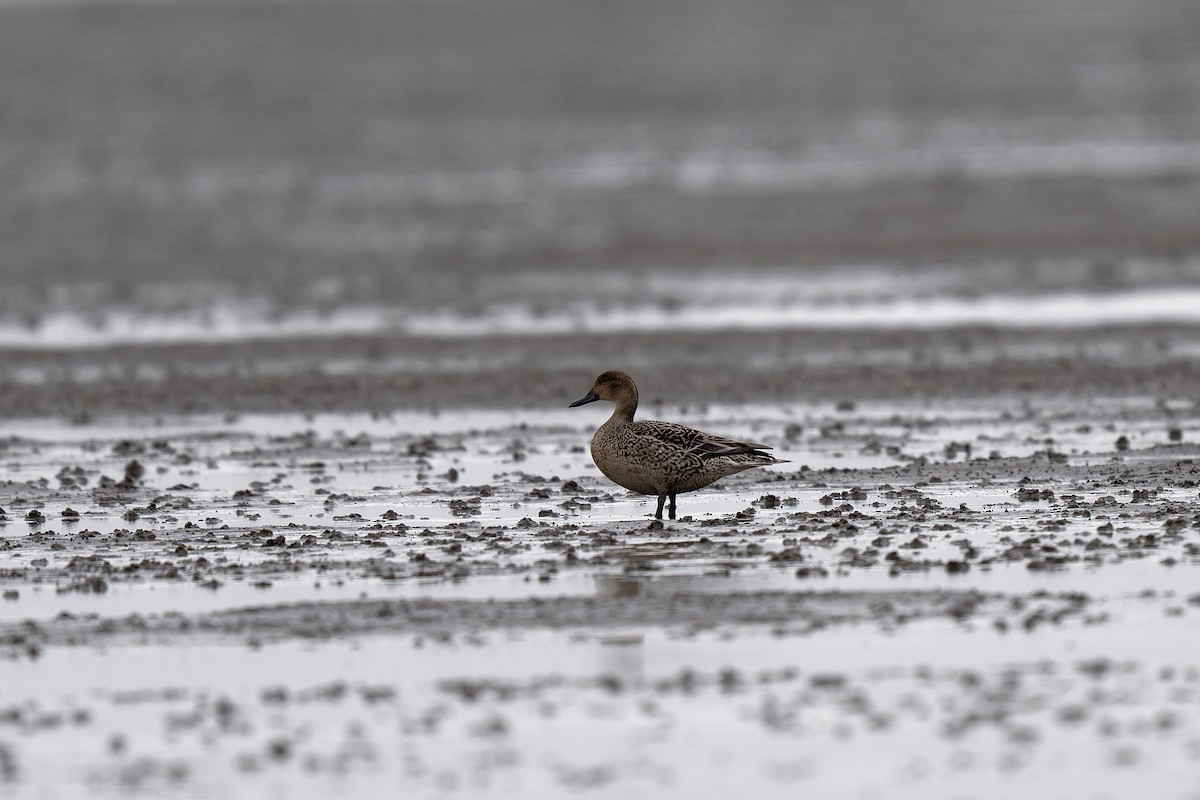 Northern Pintail - Andreas Stadler