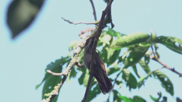 kolibřík fialovouchý - ML617624092