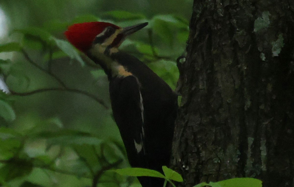 Pileated Woodpecker - ML617624125