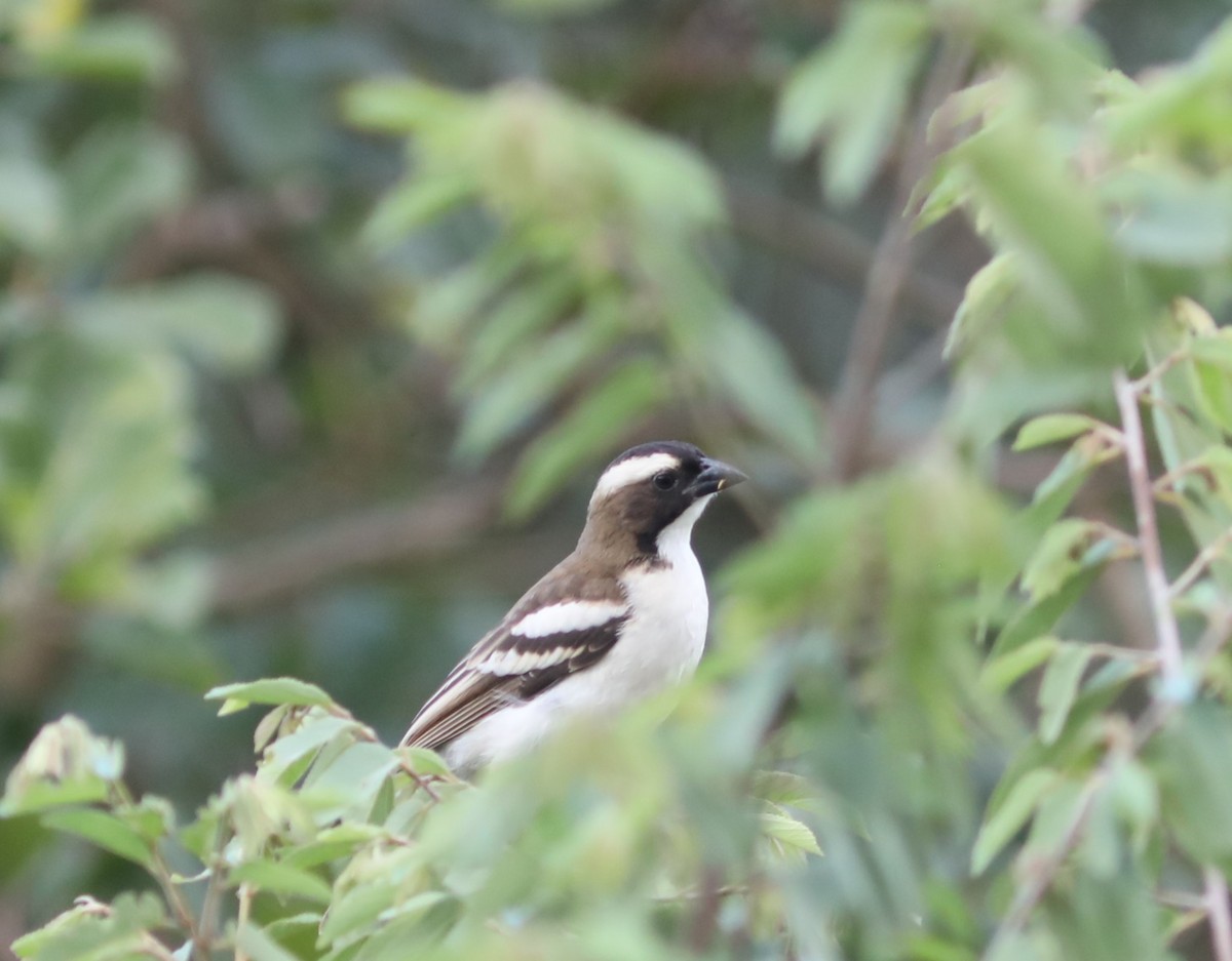 White-browed Sparrow-Weaver - Rohan van Twest