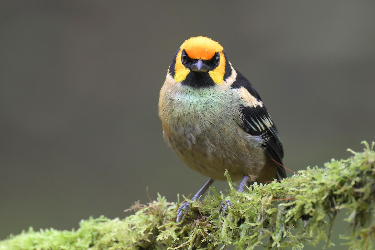 Flame-faced Tanager - Guy Lafond