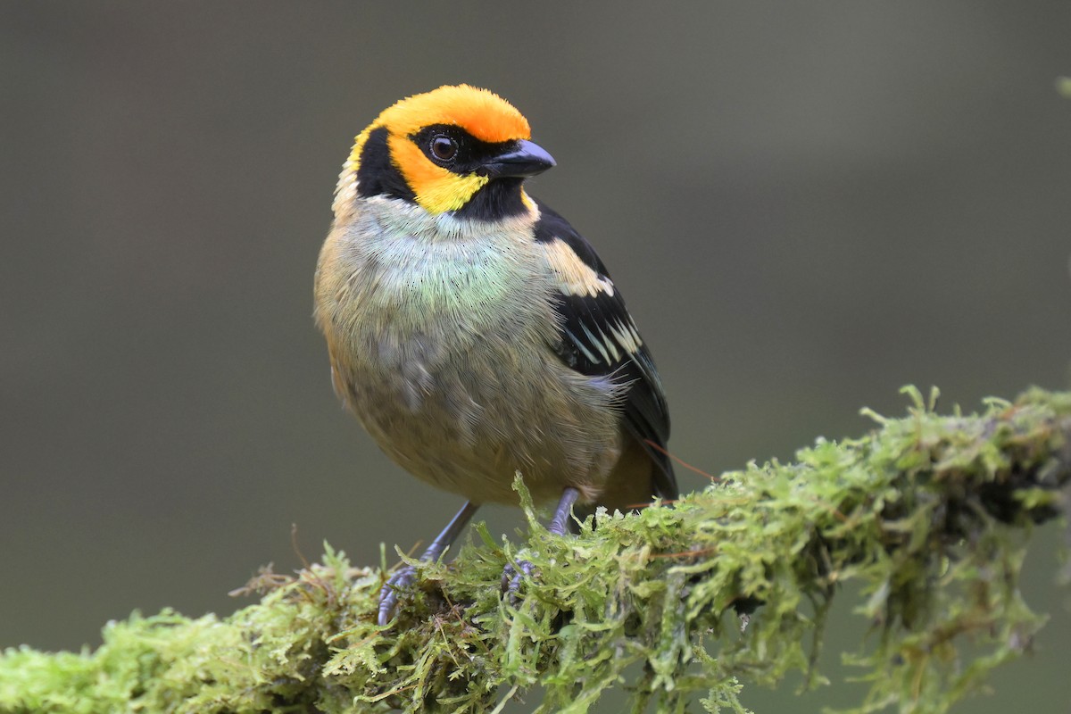 Flame-faced Tanager - ML617624160