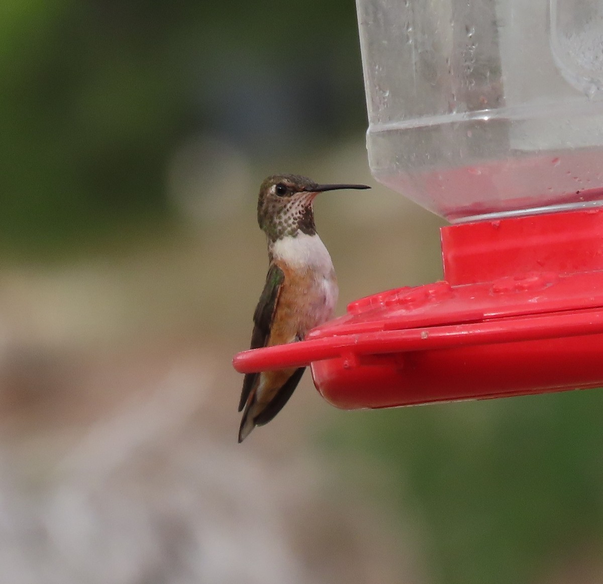 Rufous/Allen's Hummingbird - ML617624221