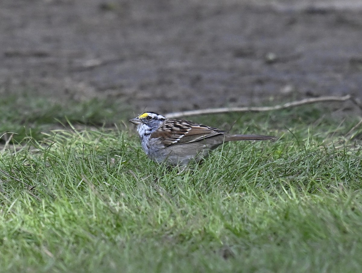 White-throated Sparrow - ML617624230