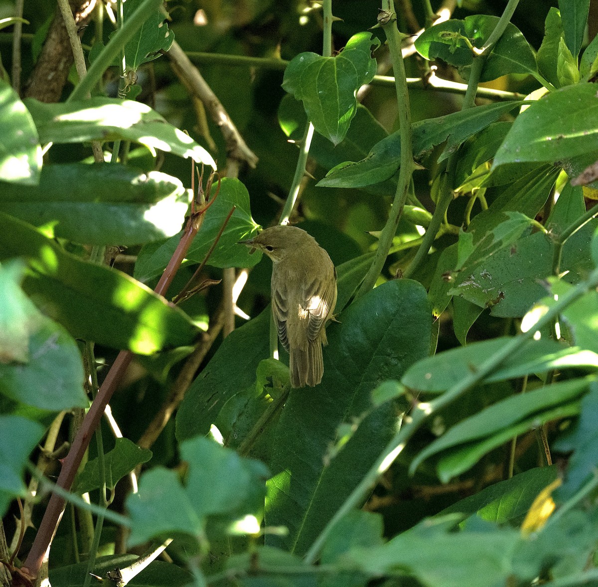 Marsh Warbler - Anand ramesh