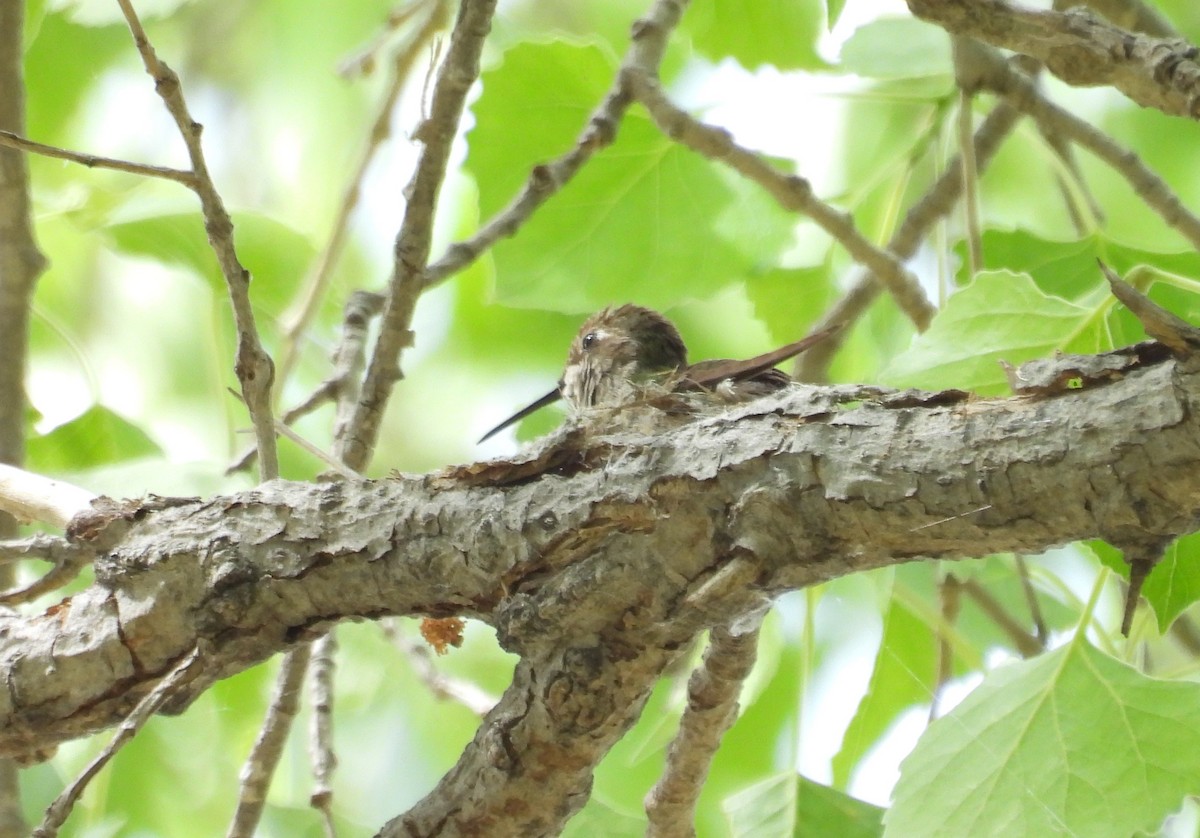 Anna's Hummingbird - ML617624347