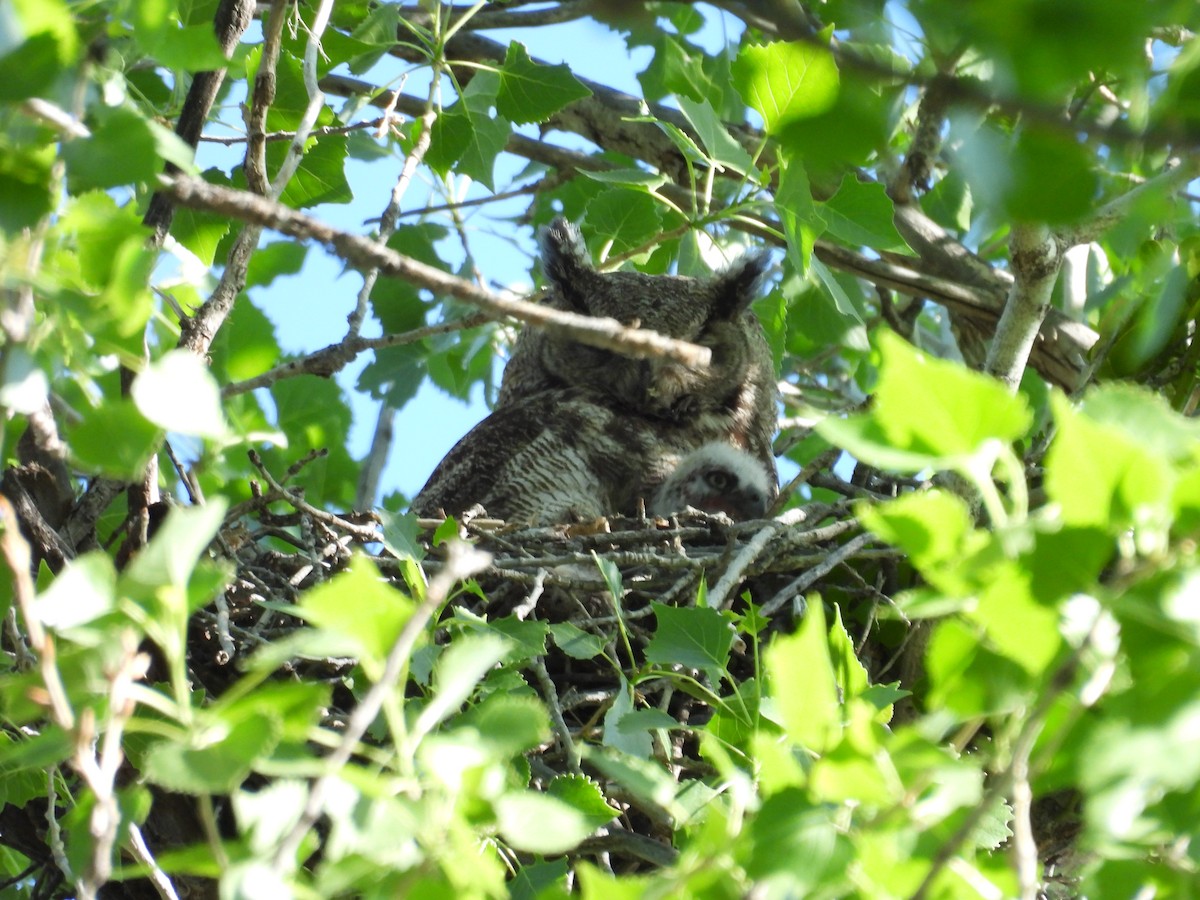 Great Horned Owl - ML617624381