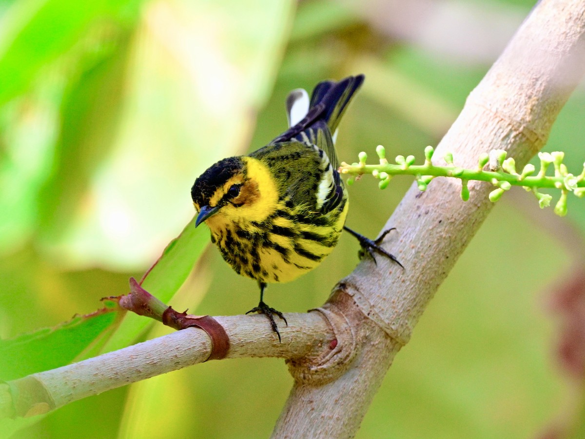 Cape May Warbler - ML617624391
