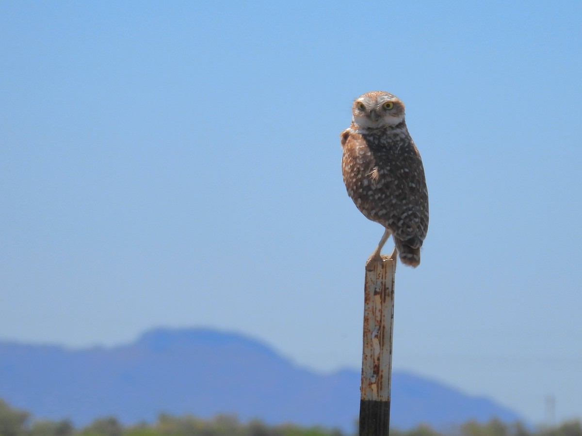 Burrowing Owl - Joan K
