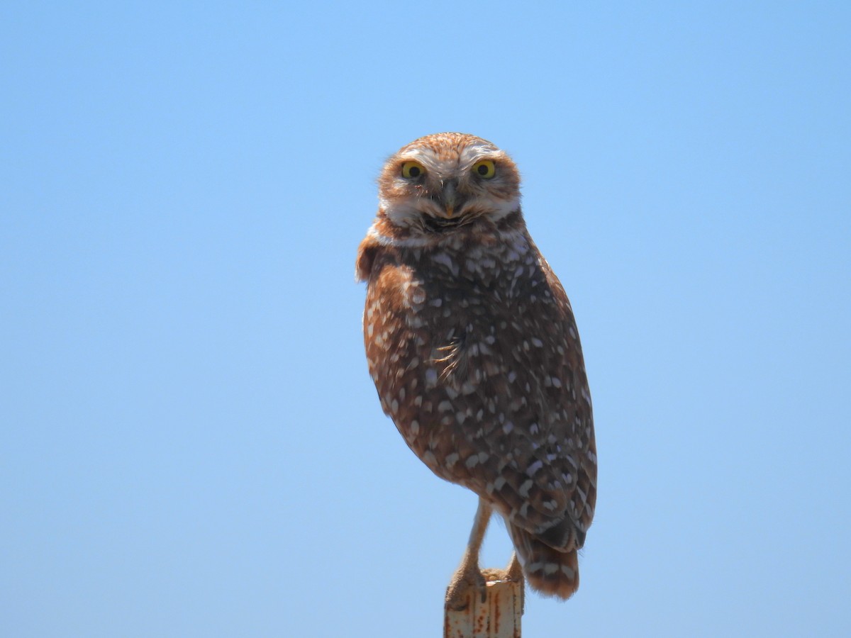 Burrowing Owl - ML617624413