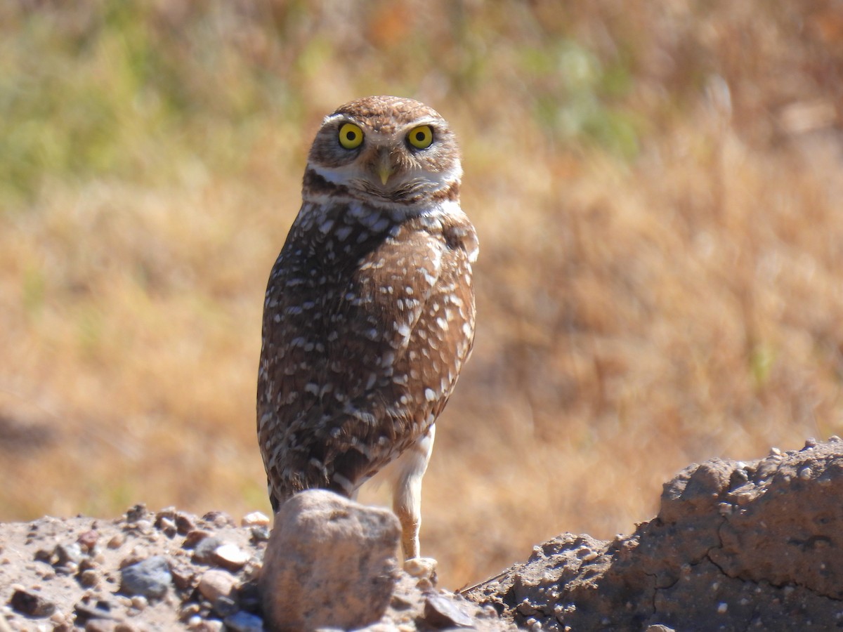 Burrowing Owl - Joan K