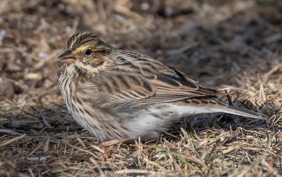 Savannah Sparrow - ML617624435