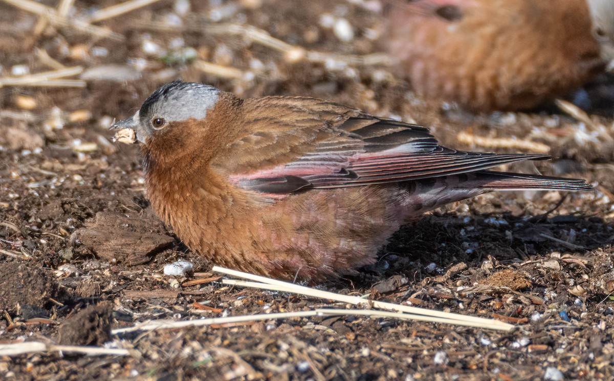 Gray-crowned Rosy-Finch - ML617624444